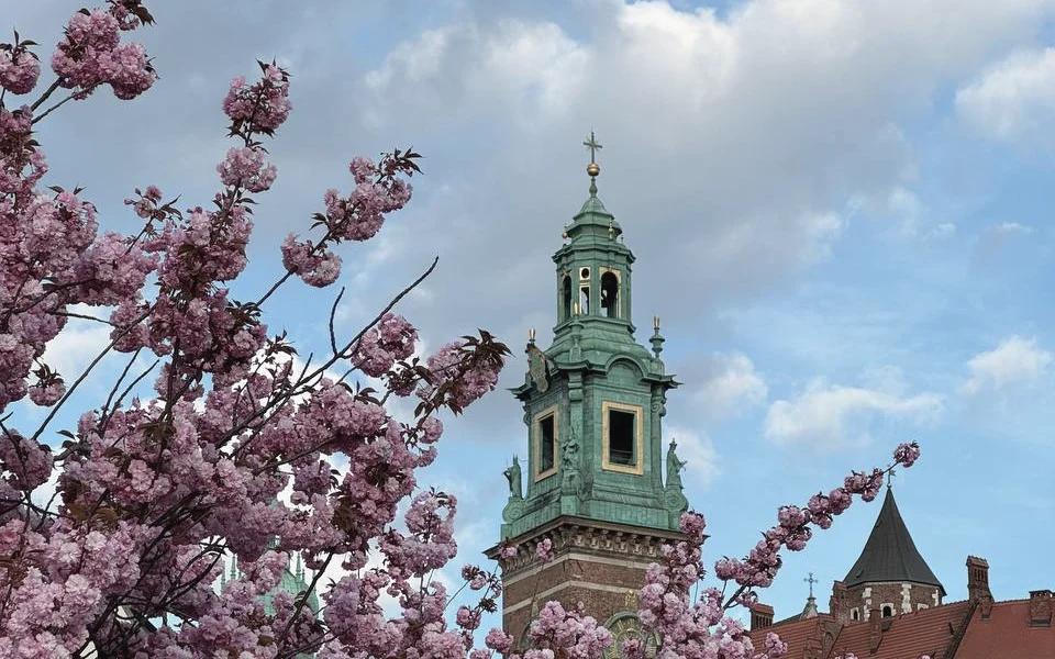 Wawel cathedral tower behind cherry blossom, late April